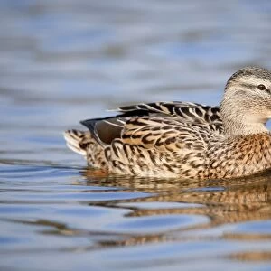 Mallard duck - female - Cornwall - UK