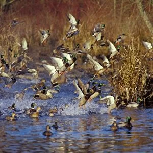 Mallard Ducks - flushing or jumping. Late Fall. Pacific Northwest. bd575