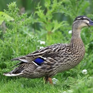 Mallard female - with ducklings. Pensthorpe - Norfolk - UK