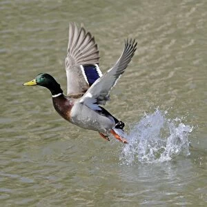 Mallard - in flight taking off from lake - Hessen - Germany