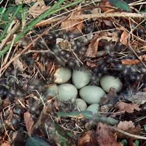Mallard nest with eggs and down
