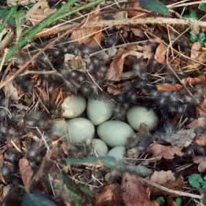 Mallard nest with eggs and down