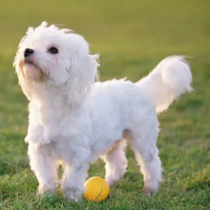 Maltese Terrier Dog - side view with ball