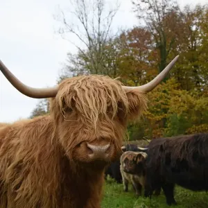 MAMMAL. highland cattle ( BULL & cow ) in autumn leaves MAMMAL. highland cattle ( BULL & cow ) in autumn leaves