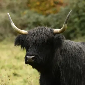MAMMAL. highland cattle ( cow ) in autumn leaves MAMMAL. highland cattle ( cow ) in autumn leaves
