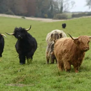 MAMMAL. highland cattle herd in a field MAMMAL. highland cattle herd in a field