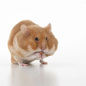 MAMMAL. Pet Hamster, eating with cheeks full of food, studio