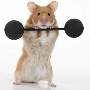 MAMMAL. Pet Hamster, lifting old fashioned weights, studio
