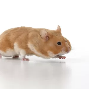 MAMMAL. Pet Hamster, running with cheeks full of food, studio