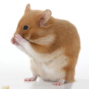 MAMMAL. Pet Hamster, standing up washing / cleaning its face, cute, studio