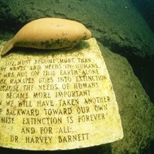The Manatee Monument - at the bottom of "King Spring"