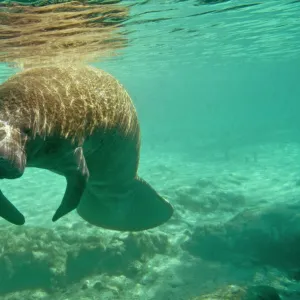 Manatee - sleeping as she drifts near the surface of Silver springs - Florida - USA