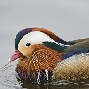 Mandarin duck – close up of male Norfolk UK 004269