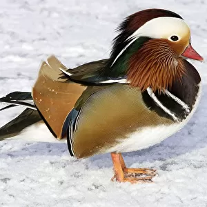 Mandarin Duck - male