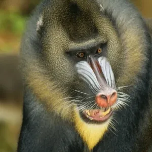 Mandrill Baboon WAT 7026 Mandrillus Baboon © M. Watson / ARDEA LONDON Mandrill Baboon WAT 7026 Mandrillus Baboon © M. Watson / ARDEA LONDON