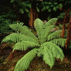 Manfern / soft tree fern Meander Valley, Tasmania, Australia