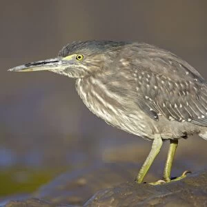 Mangrove / Striated Heron - showing plumage of immature bird - feeding on small fishes found in the pools in tidal mudflats around mangrove habitat - Queensland - Australia