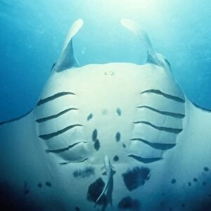 Manta Ray - in feeding mode showing distended gill slits