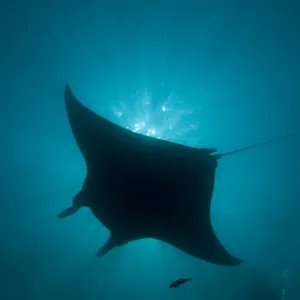 Manta Ray - gentle plankton feeders they have no sting on their tail - this black colour is rare - Raja Ampat - Papua Manta Ray - gentle plankton feeders they have no sting on their tail - this black colour is rare - Raja Ampat - Papua