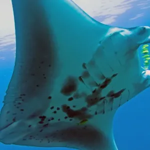 Manta Ray - gentle plankton feeders they have no sting on their tail - Raja Ampat - Papua Manta Ray - gentle plankton feeders they have no sting on their tail - Raja Ampat - Papua