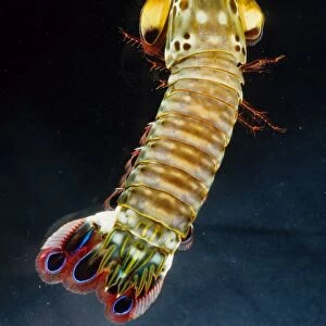 Mantis shrimp (Odontodactyllus scyllarus) get their name from their resemblance to preying mantis. They both have compound eyes and strong hinged fore legs for catching prey (fish and other crustaceans in the case of the mantis shrimp)