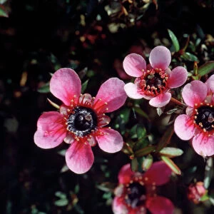 Manuka / New Zealand Tea Tree - pink flowers are garden varieties from the original white flower