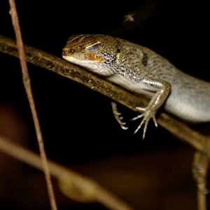 A Many-lined Sun Skink (?) sleeps at night on a branch in the undegrowth of a primary rainforest of river Danum valley conservation area, Sabah, Borneo, Malaysia; June. Ma39. 3316