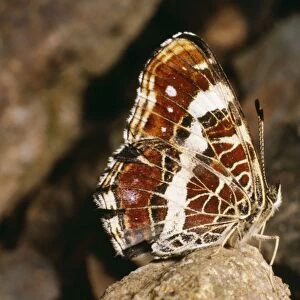 Map Butterfly ROG 5281 Wings Folded. Vosges, France. Araschnia Levana © Bob Gibbons / ARDEA LONDON