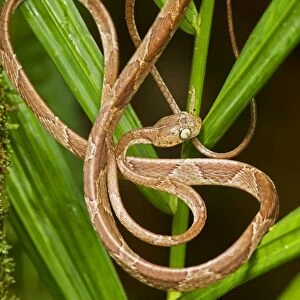 Mapepire Corde Violon / Blunthead Tree Snake - Costa Rica