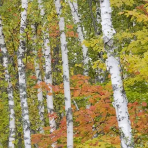 Maple and Birch Trees - in autumn colours - Upper Penninsular - Michigan - USA LA004535 Maple and Birch Trees - in autumn colours - Upper Penninsular - Michigan - USA LA004535