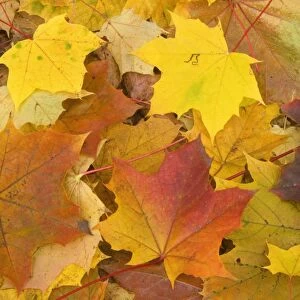 Maple leaves in autumn - Svabian Alb - Baden-Wuerttemberg - Germany