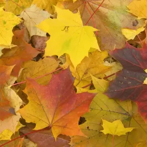 Maple leaves in autumn - Svabian Alb - Baden-Wuerttemberg - Germany Maple leaves in autumn - Svabian Alb - Baden-Wuerttemberg - Germany