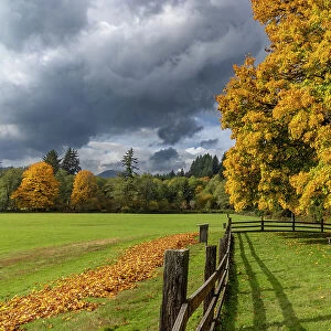 Maple tree and fence at Jewell Meadows Wildlife Area near Jewell, Oregon, USA Date: 22-10-2021