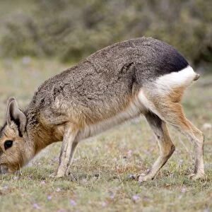 Mara / Patagonian Hare - adult Range: Argentina, from Northwestern provinces south into Patagonia Patagonia at the Valdes Peninsula, Province Chubut