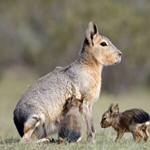 Mara / Patagonian Hare - mother and small babies. Range: Argentina, from Northwestern provinces south into Patagonia Patagonia at the Valdes Peninsula, Province Chubut