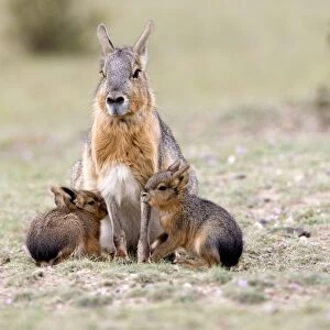 Mara / Patagonian Hare - mother and young babies Range: Argentina, from Northwestern provinces south into Patagonia Patagonia at the Valdes Peninsula, Province Chubut