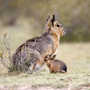 Mara / Patagonian Hare - mother and young baby Range: Argentina, from Northwestern provinces south into Patagonia Patagonia at the Valdes Peninsula, Province Chubut