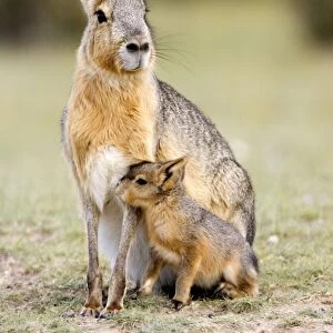 Mara / Patagonian Hare - mother and young Range: Argentina, from Northwestern provinces south into Patagonia Patagonia at the Valdes Peninsula, Province Chubut