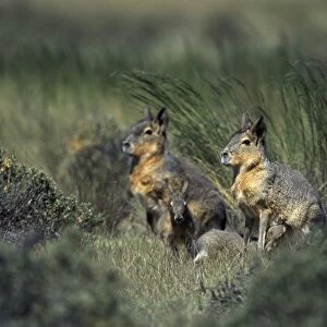 MARA / Patagonian Hare / Patagonian Cavy - nursing Patagonia, Argentina
