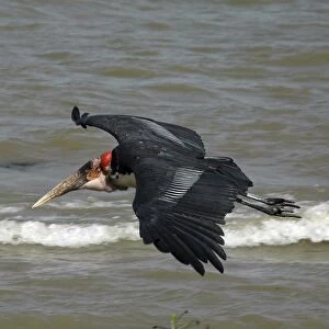 Marabou Stork - in flight over water