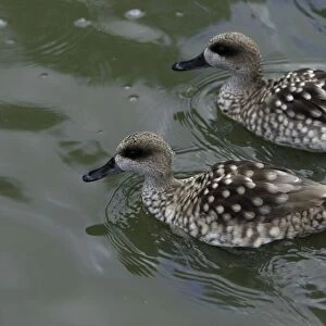 Marbled Teal-pair swimming on lake, Washington WWT, Tyne and Wear