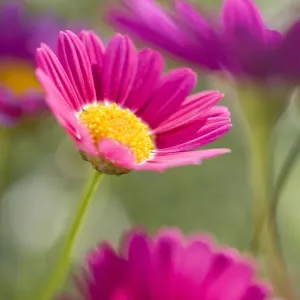 Marguerite Daisies Norfolk UK Marguerite Daisies Norfolk UK
