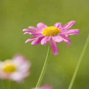 Marguerite Daisy Norfolk UK Marguerite Daisy Norfolk UK