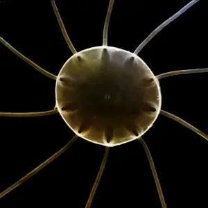 Marine Diatom Marine Diatom