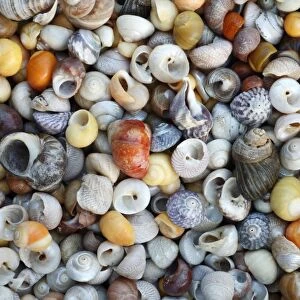 Marine Snail Shells - mainly Turbinate monodant snails and Dogwhelks (Nucella lapillus), collected from Noth Sea, England and the Atlantic coast, South Spain