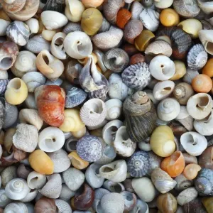 Marine Snail Shells - mainly Turbinate monodant snails and Dogwhelks (Nucella lapillus), collected from Noth Sea, England and the Atlantic coast, South Spain Marine Snail Shells - mainly Turbinate monodant snails and Dogwhelks (Nucella lapillus), collected from Noth Sea, England and the Atlantic coast, South Spain