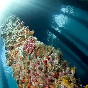 Marine Sponges - under the Jetty - Ambon - Indonesia