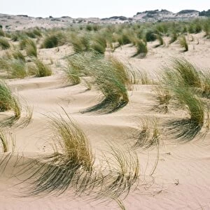 Marram Grass - & sand dunes Corfu