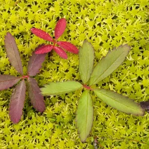 Marsh cinquefoil (Potentilla palustris), growing on bog surface; leaves only. Scotland