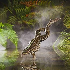 Marsh Frog - jumping into misty pond - controlled conditions 14928